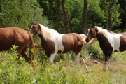 10-aspen-magazine-horse-ranches